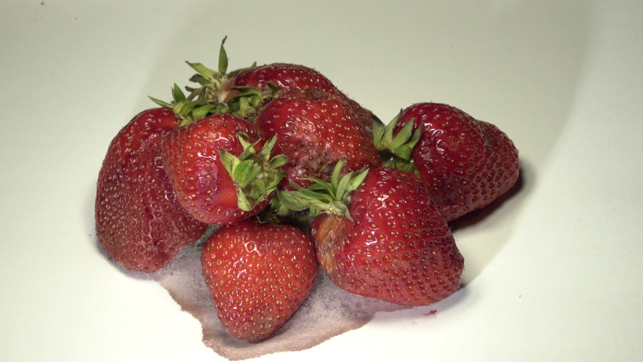 草莓在白色背景上腐烂。时间流逝视频下载