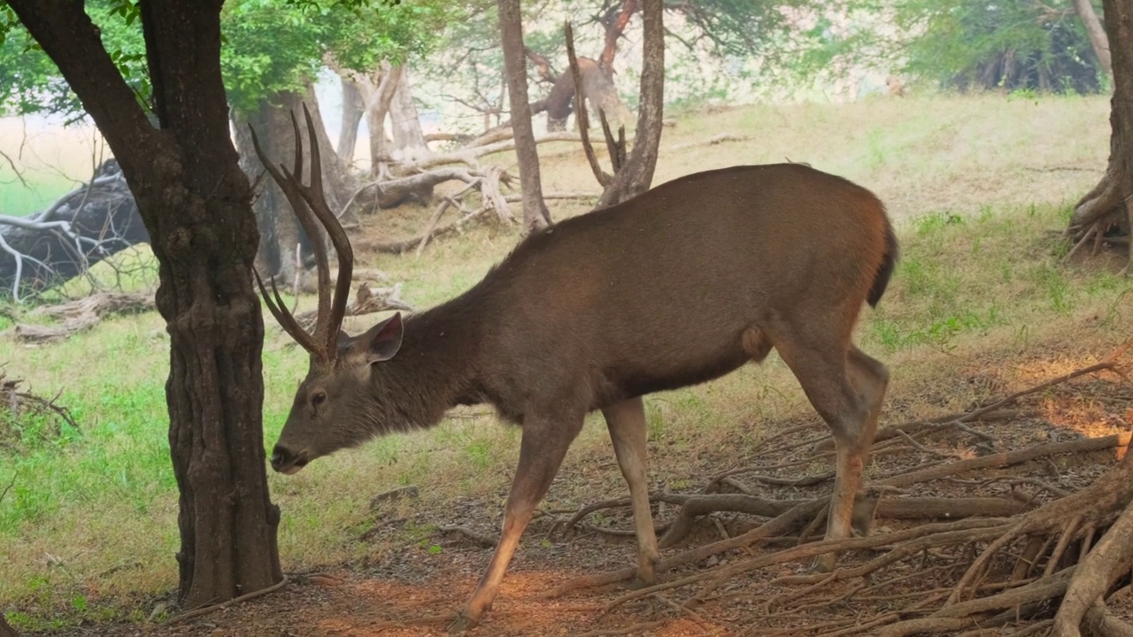 美丽的雄性酸棕鹿(Rusa unicolor)在Ranthambore国家公园的森林中行走，拉贾斯坦邦，印度。随着镜头的水平视频素材