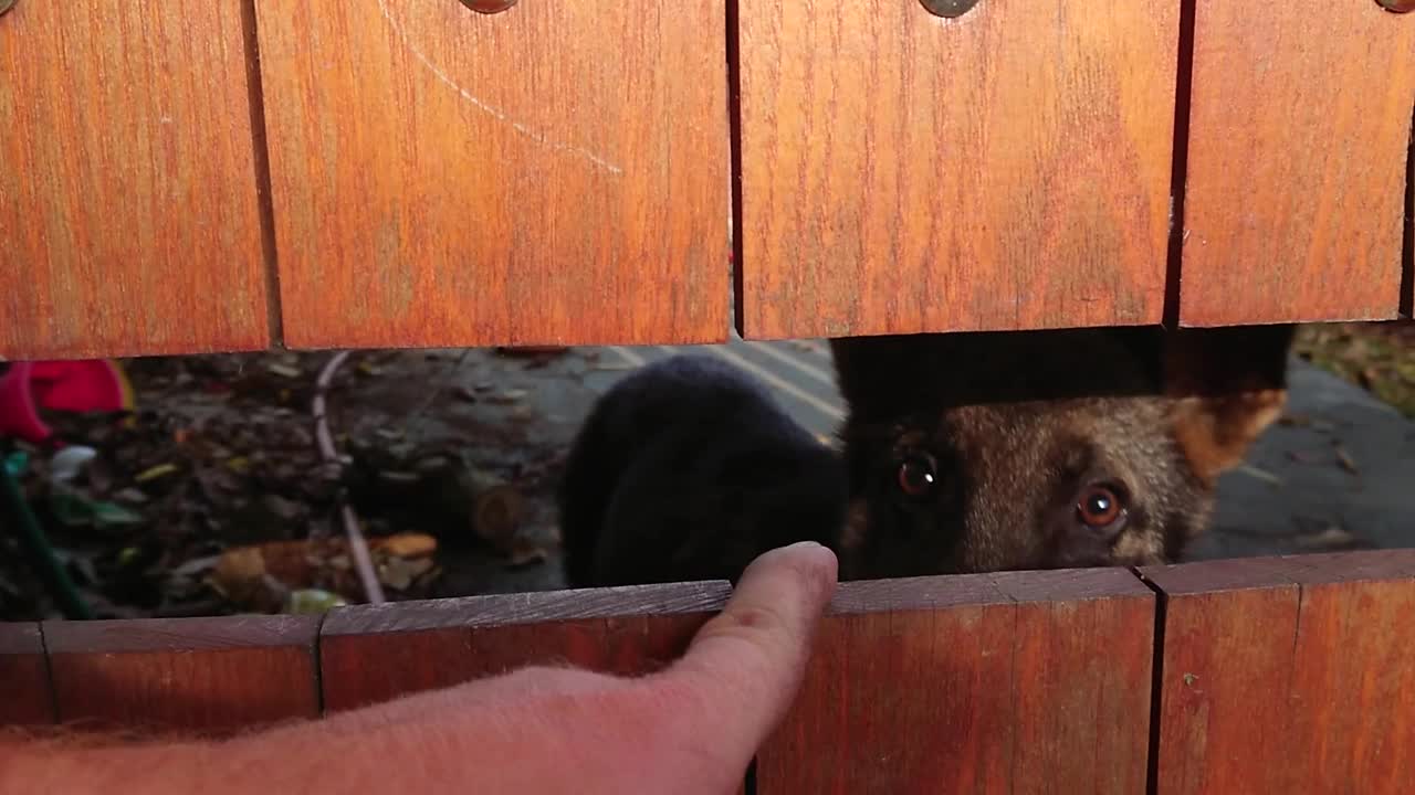 小狗德国牧羊犬和他的主人在门口玩耍视频下载
