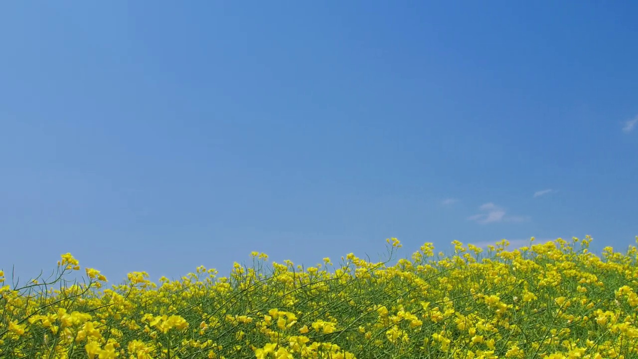 油菜籽领域视频下载