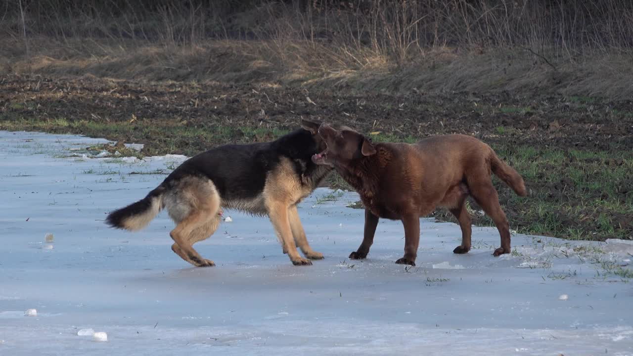 美丽的德国牧羊犬和巧克力色的拉布拉多犬在冰上玩耍视频下载