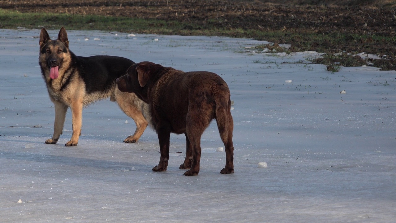 美丽的德国牧羊犬和巧克力色的拉布拉多犬在冰上玩耍视频下载