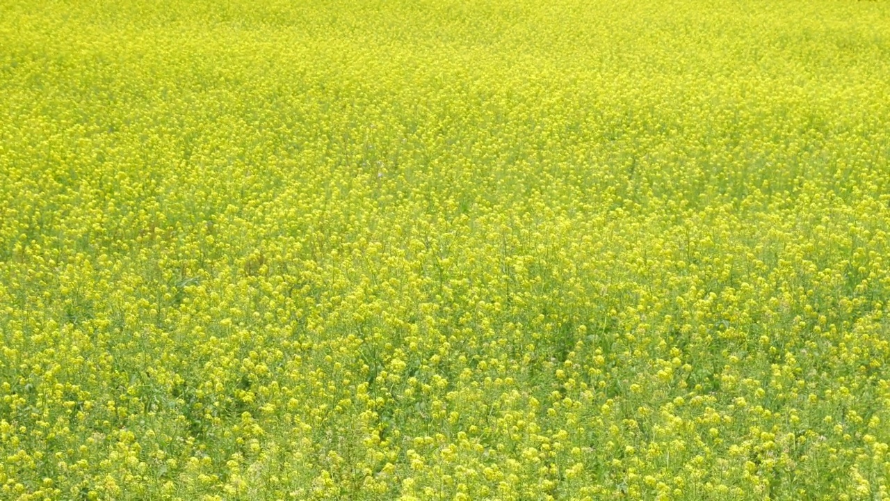 油菜籽领域视频素材