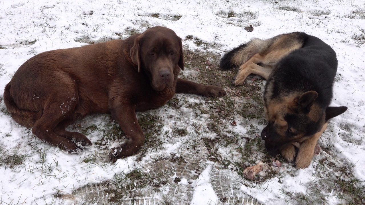 一只德国牧羊犬和一只巧克力色的拉布拉多寻回犬躺在雪地里吃骨头视频下载