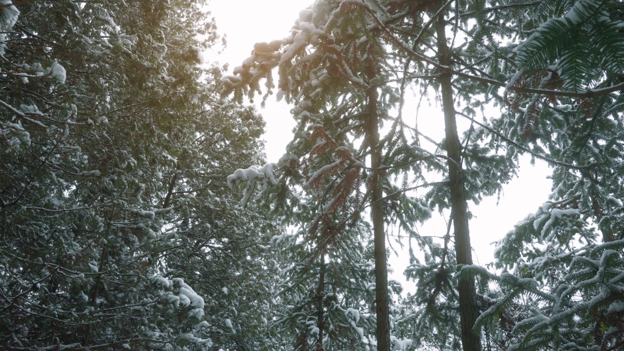 雪在雪中覆盖着云杉视频素材