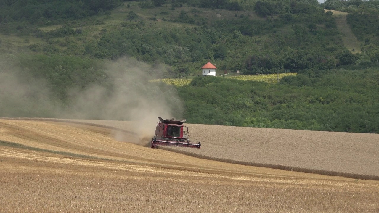 收获小麦，联合收割机收获成熟的小麦视频下载
