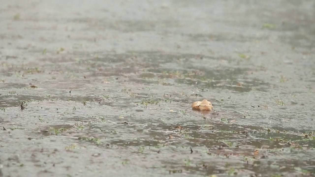 雨水滴落在地上视频素材