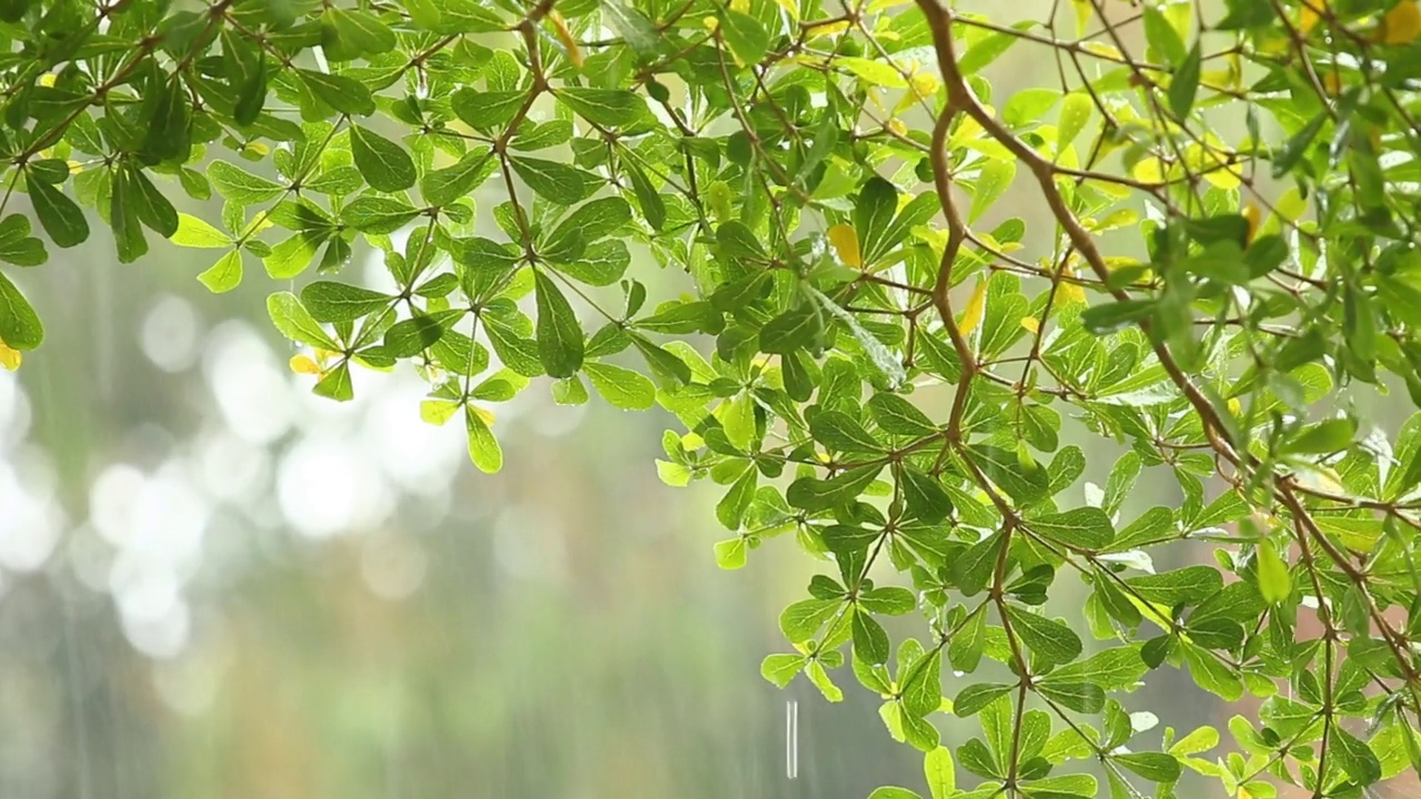 暴雨时，雨水落在树上视频素材