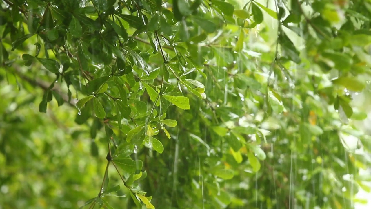 暴雨时，雨水落在树上视频素材