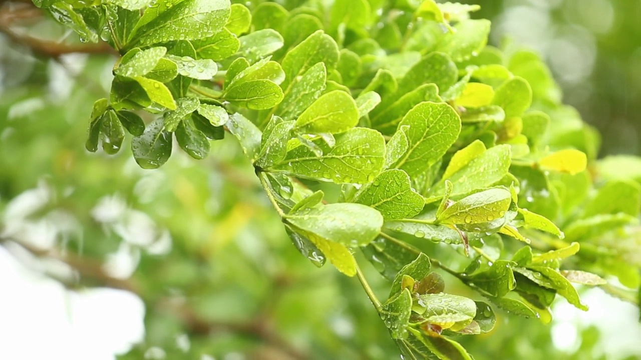 暴雨时，雨水落在树上视频素材