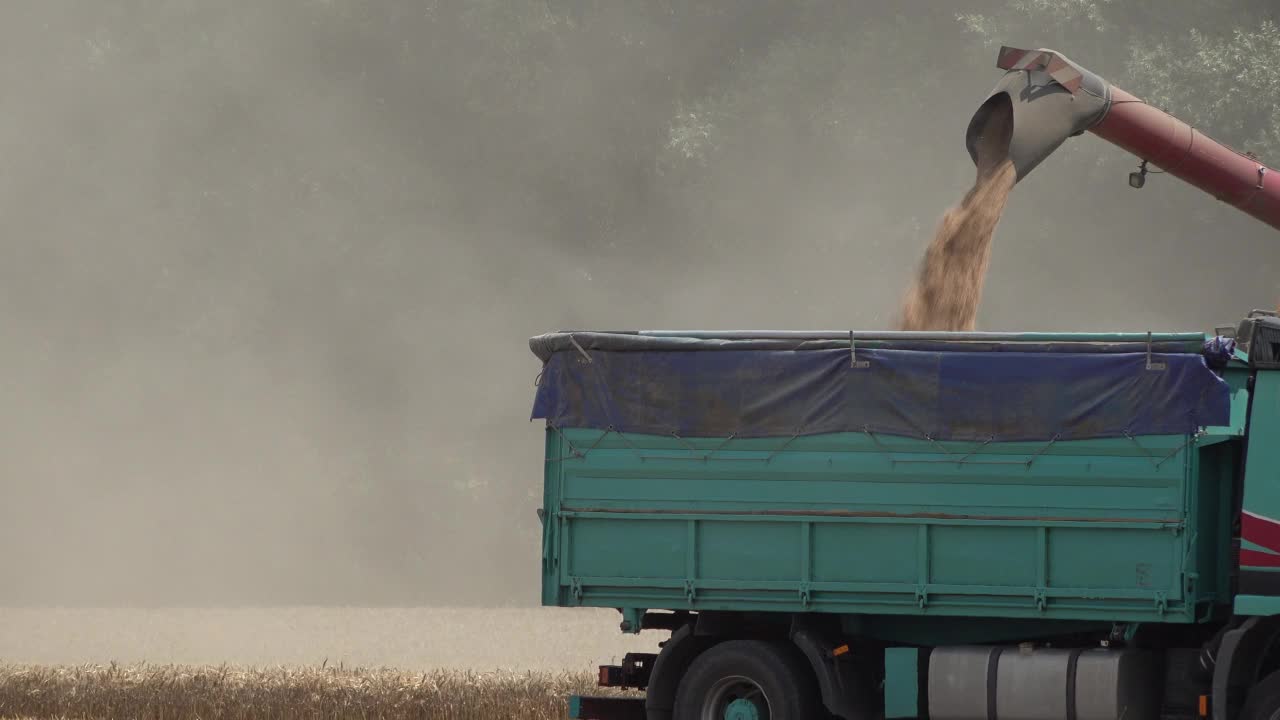 收获的小麦，涌上卡车视频下载