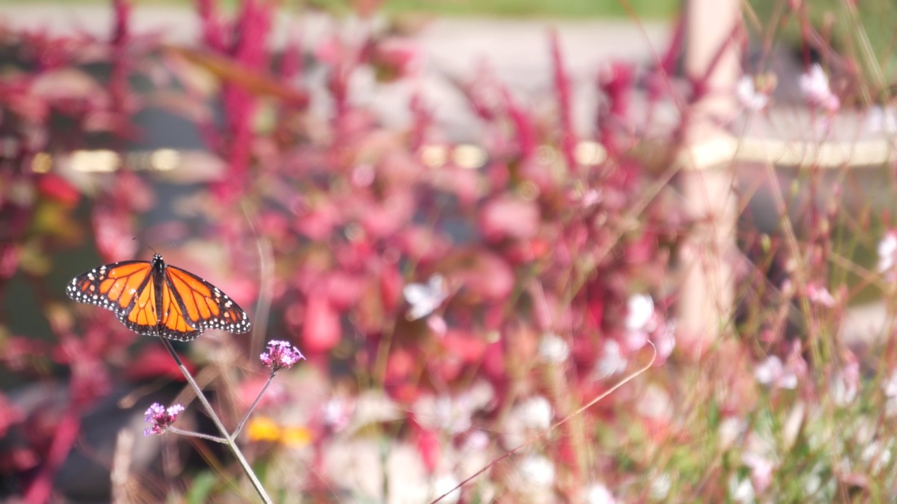 黑脉金斑蝶在野花、野花盛开、花园、草甸或春天的草地上视频素材