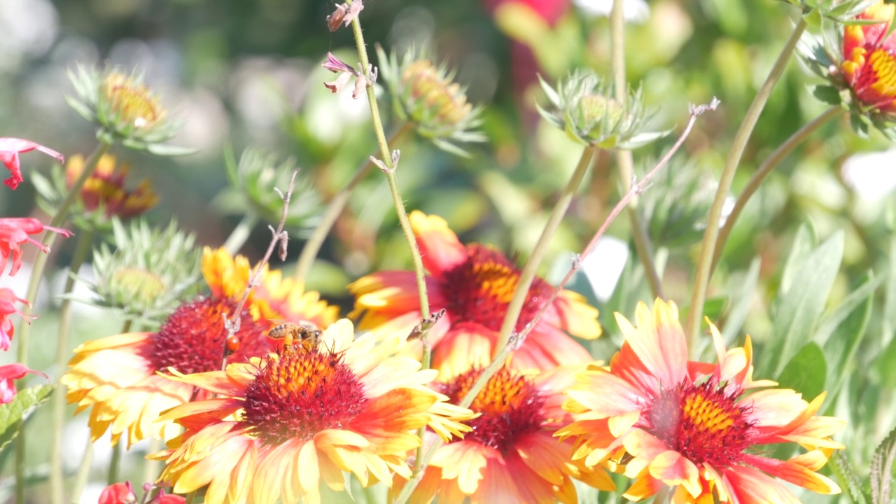 野花上的蜜蜂。蜜蜂，草甸植物，花园野花授粉视频素材