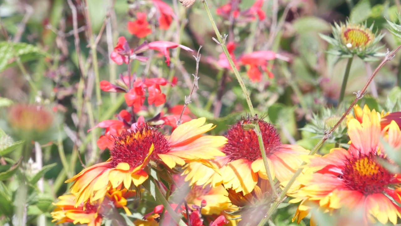 黑脉金斑蝶在野花、野花盛开、花园、草甸或春天的草地上视频素材