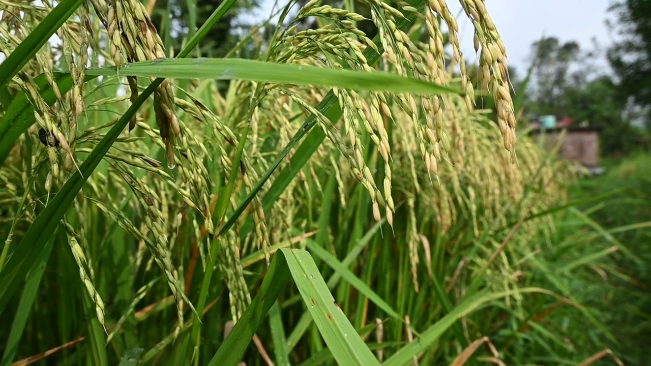 特写一束成熟的绿色黄色水稻植物与谷物生长在农田上的焦点绿色棕色背景。视频素材