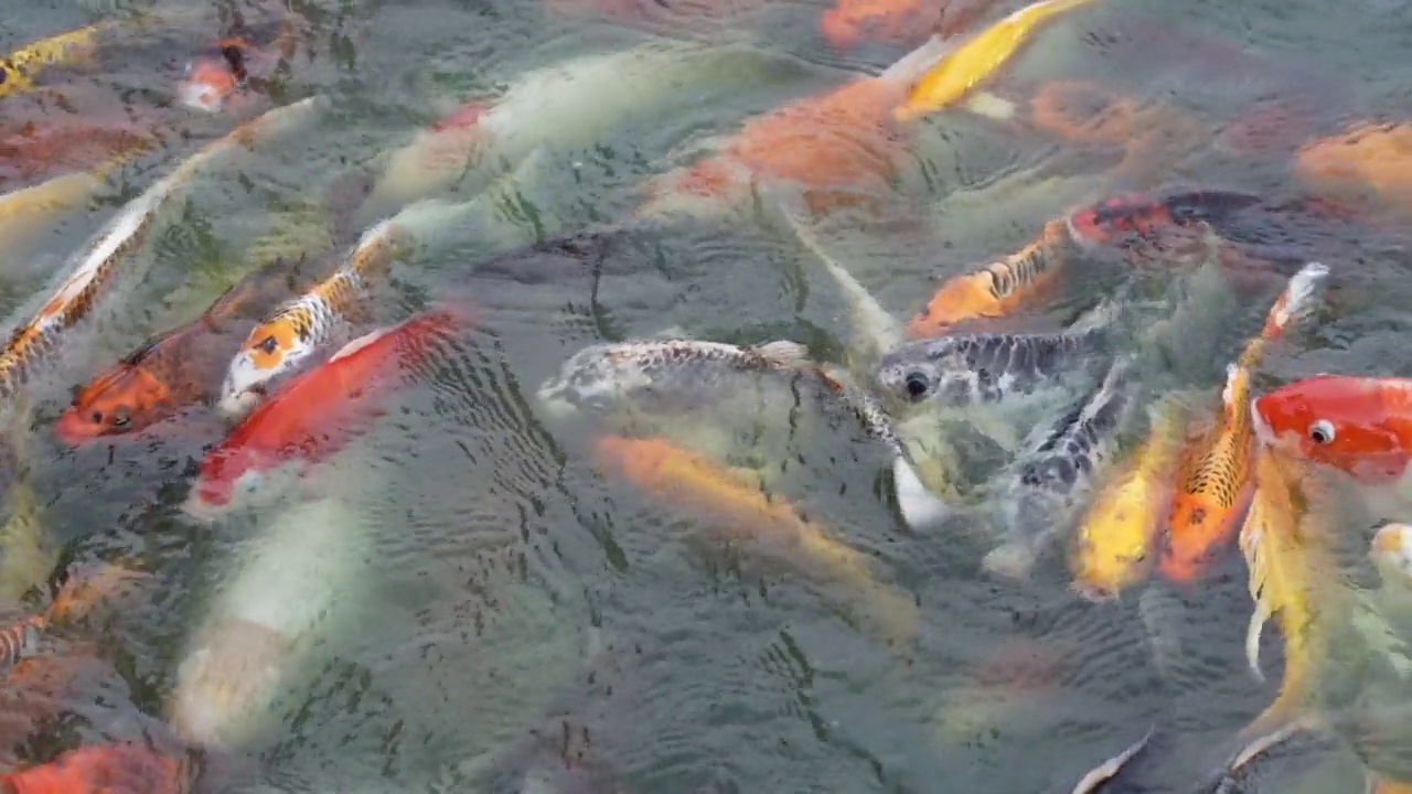 一群五彩缤纷的锦鲤在碧水池塘里游来游去视频素材