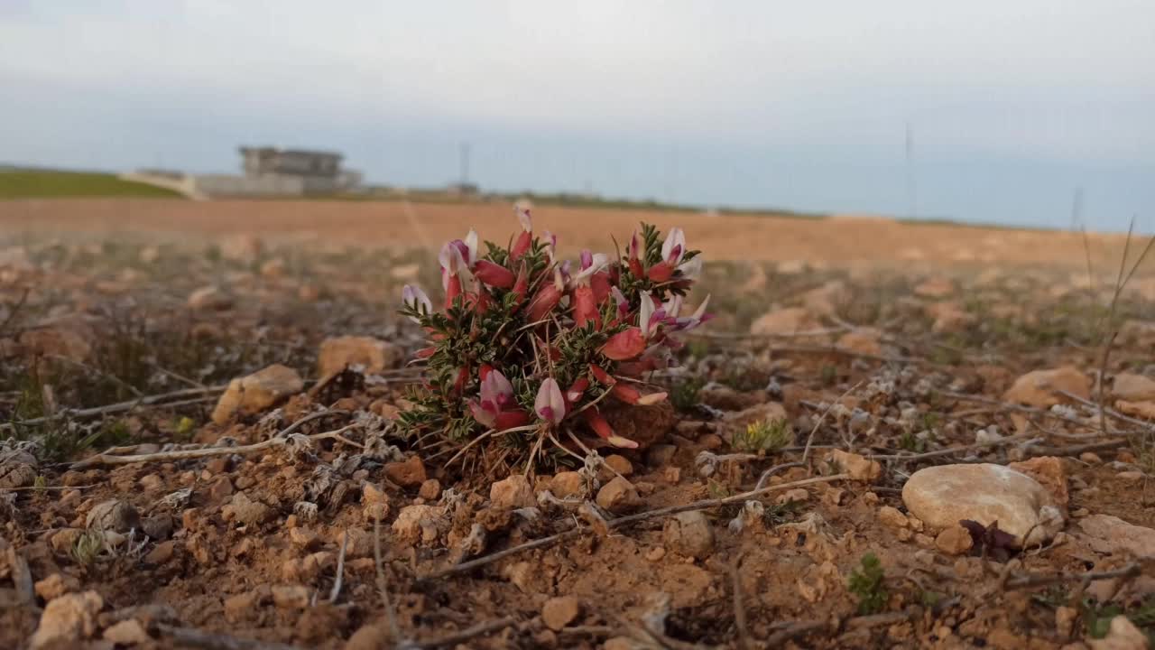 黄芪胶视频下载