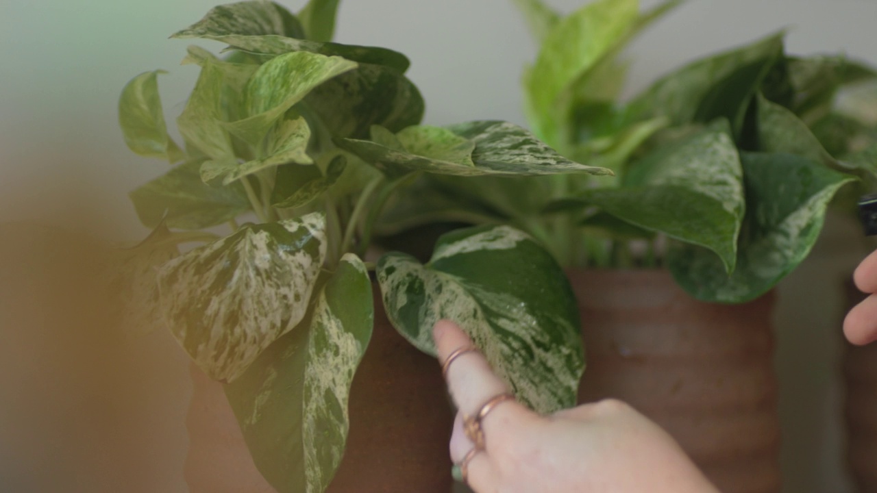 一名妇女用水瓶给家里的植物喷药视频素材