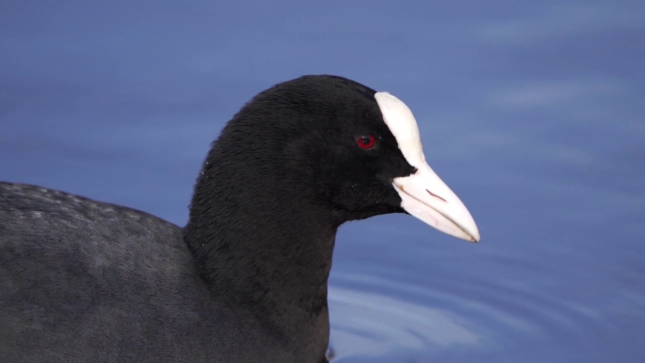 游泳的白骨顶特写(Fulica atra)视频素材