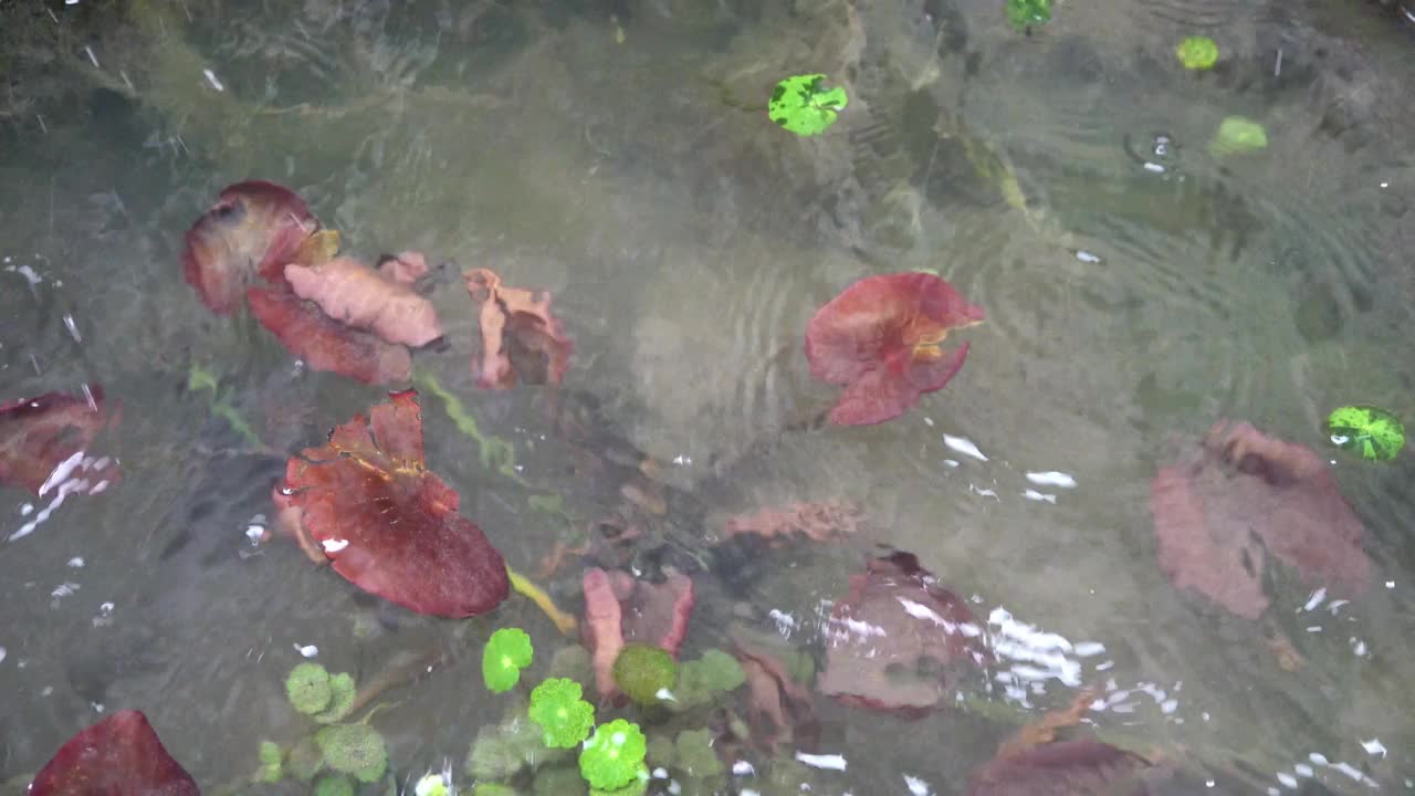 三月的雨落在池塘上视频素材