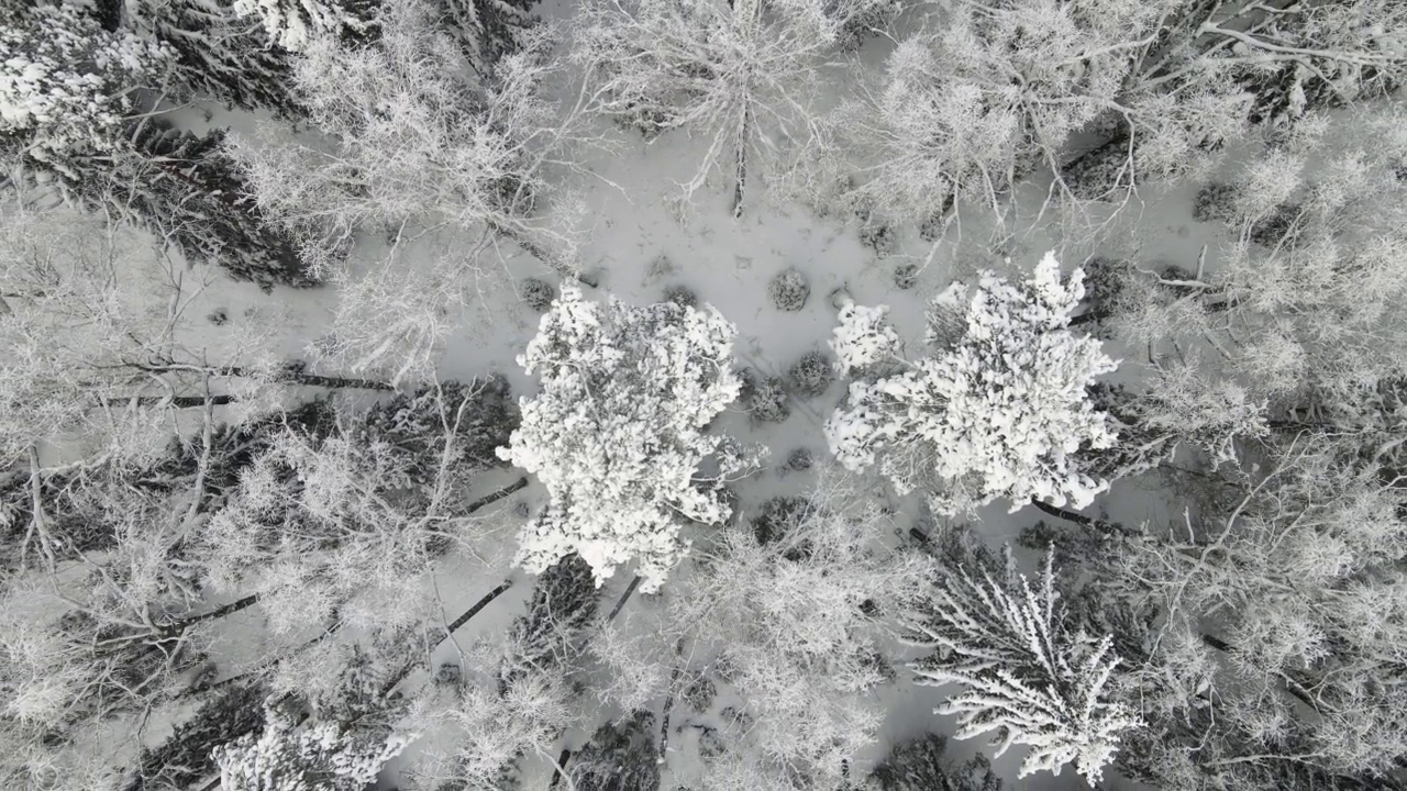 美丽的冰雪覆盖的冬季森林在凉爽的天气，鸟瞰图。视频素材