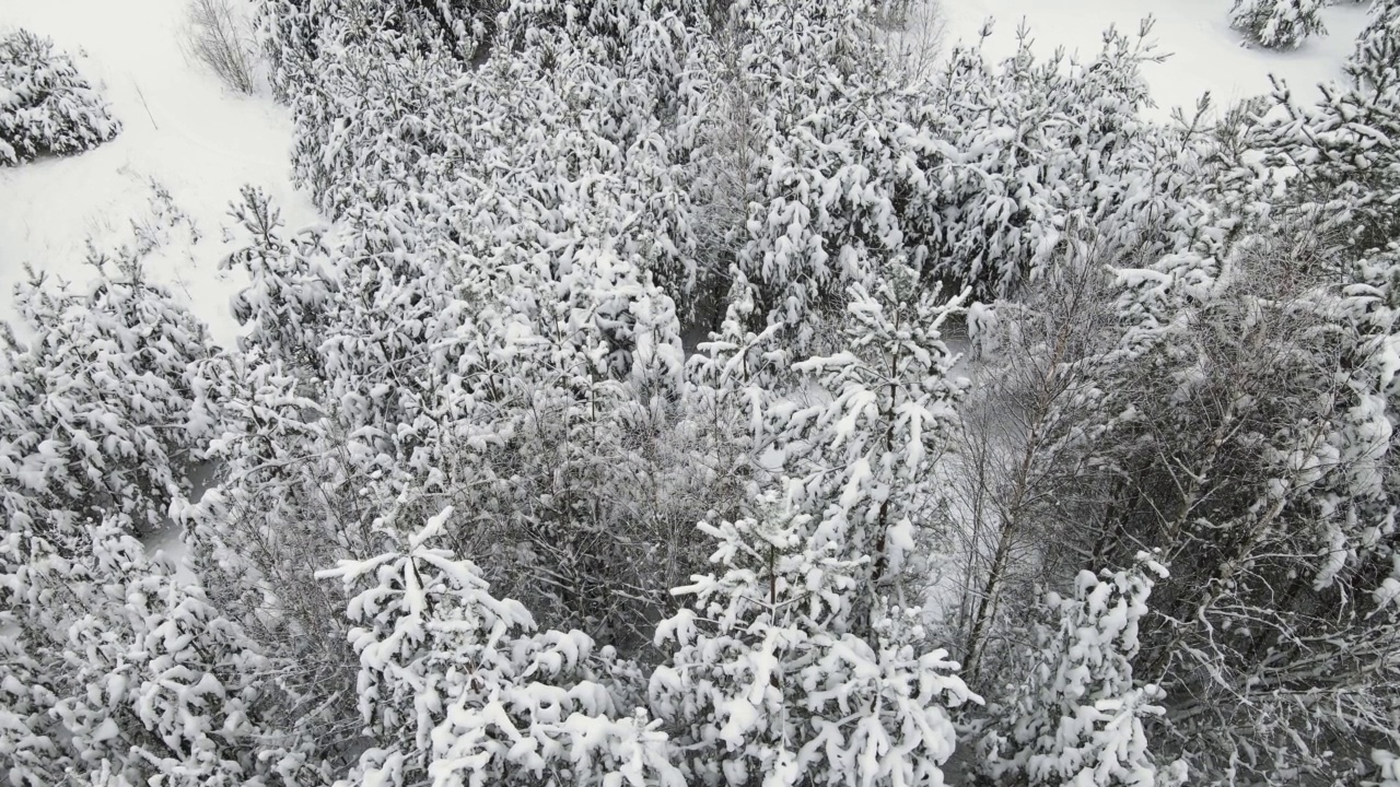 美丽的雪林在凉爽的冬季天气，鸟瞰图视频素材