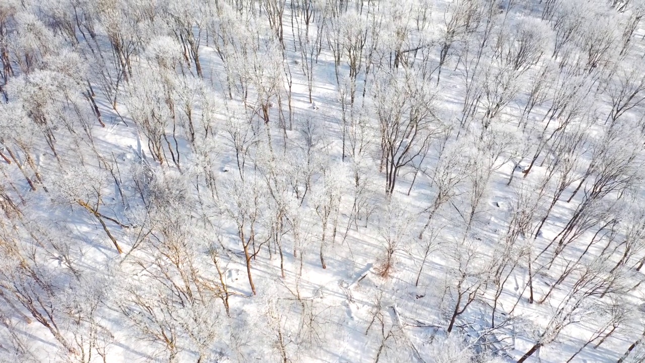 无人机在一个阳光明媚的日子里飞过一片雪原森林。视频素材