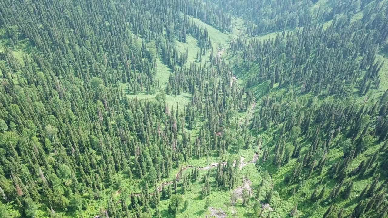 空中拍摄的小山上的针叶林。无人机俯瞰一望无际的云杉森林，山川风光。视频素材