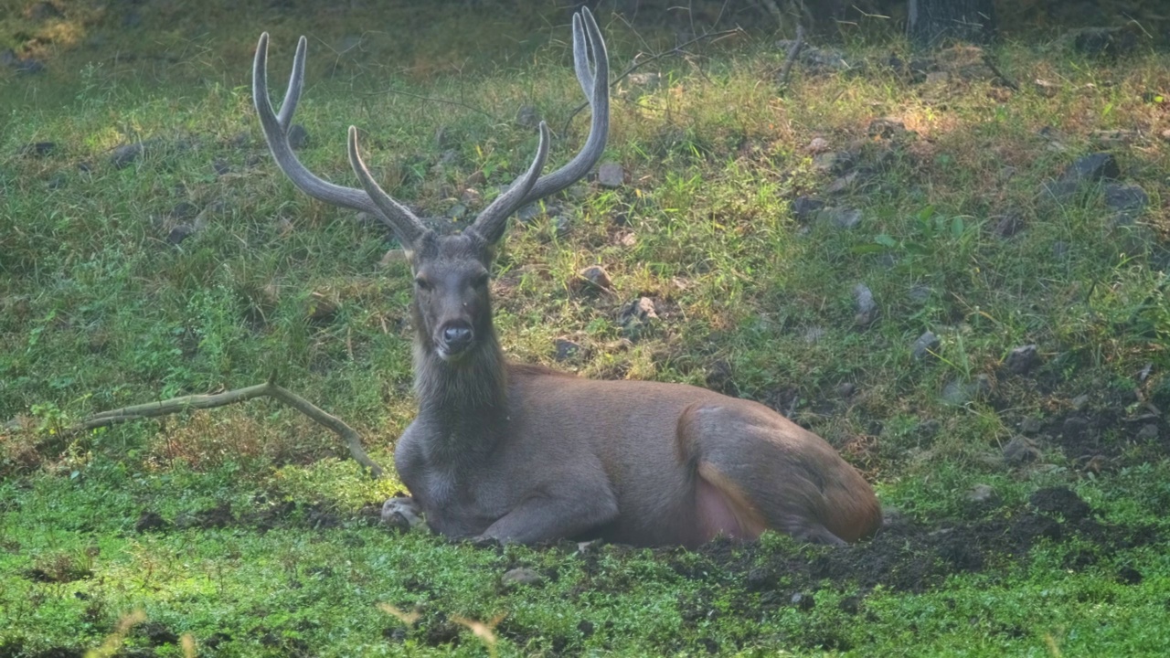 美丽的雄性酸棕鹿(Rusa unicolor)休息和咀嚼在Ranthambore国家公园的森林，拉贾斯坦邦，印度。视频素材