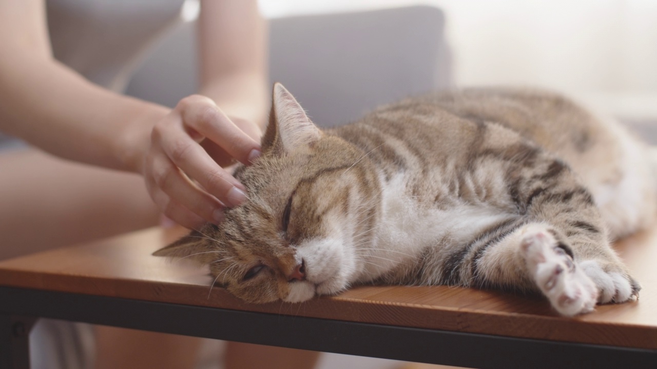 女人在木桌上抚摸睡意朦胧的猫。视频素材