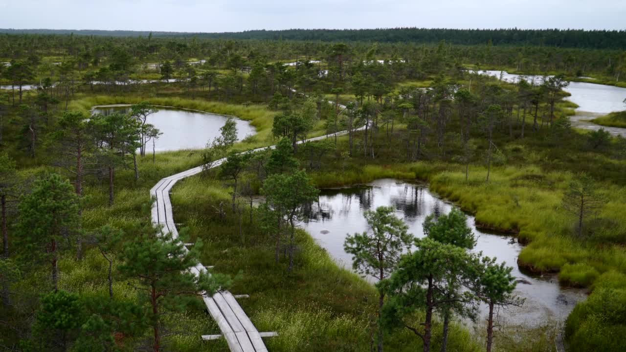 沼泽地里的人行道视频素材