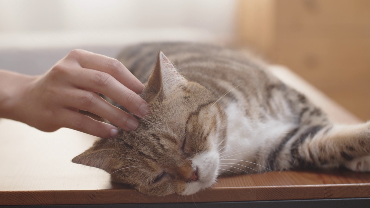 女人在木桌上抚摸睡意朦胧的猫。视频素材