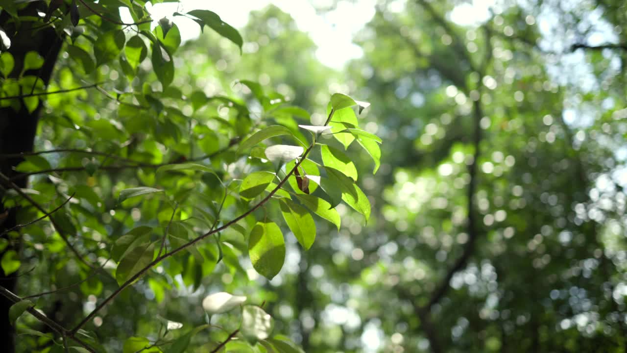 森林里的绿叶是美丽的，阳光灿烂，风吹。树木和散景在大自然与阳光视频素材