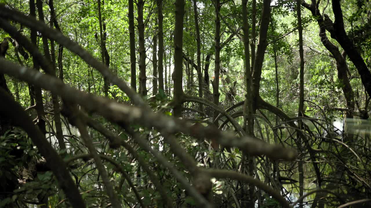 万向节镜头绿色环境自然背景。红树林是鸟类、虾类和各种鱼类的繁殖地、栖息地和觅食地。视频素材