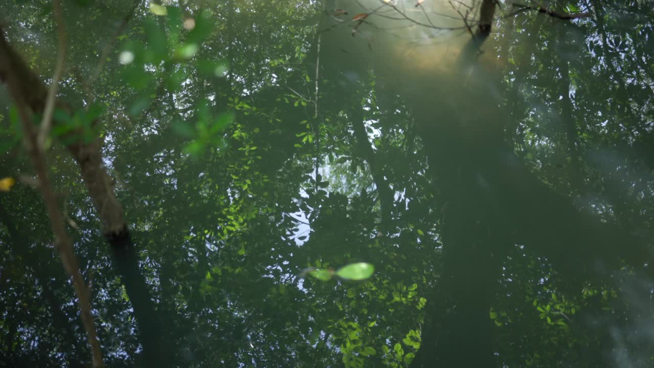 水的特写反射树，红树林在波纹的水。视频素材