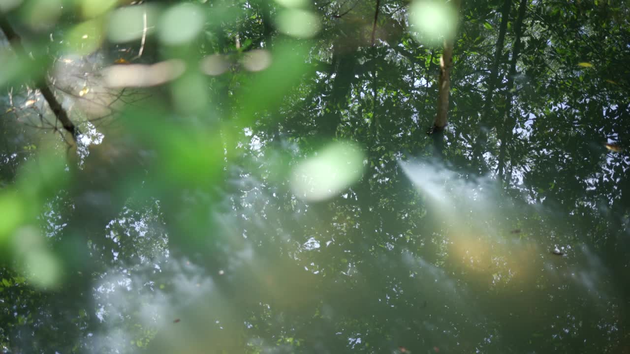 水的特写反射树，红树林在波纹的水。视频素材