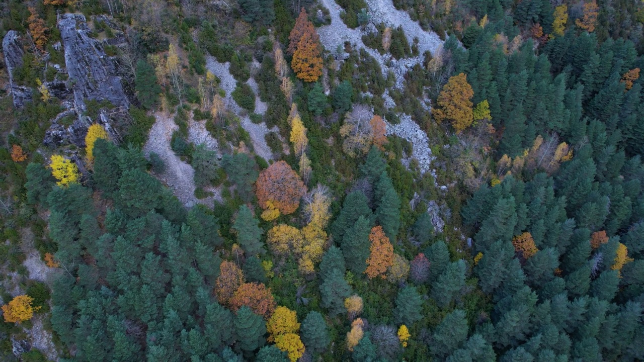 Urdiceto峡谷和Barrosa河上的Bielsa山谷的周围环境。秋天的比利牛斯山的混交林。韦斯卡省，阿拉贡，西班牙，欧洲视频素材