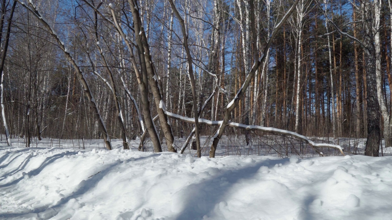 冬季景观森林积雪。森林里的风景，雪地上长长的影子。和平和安静视频素材