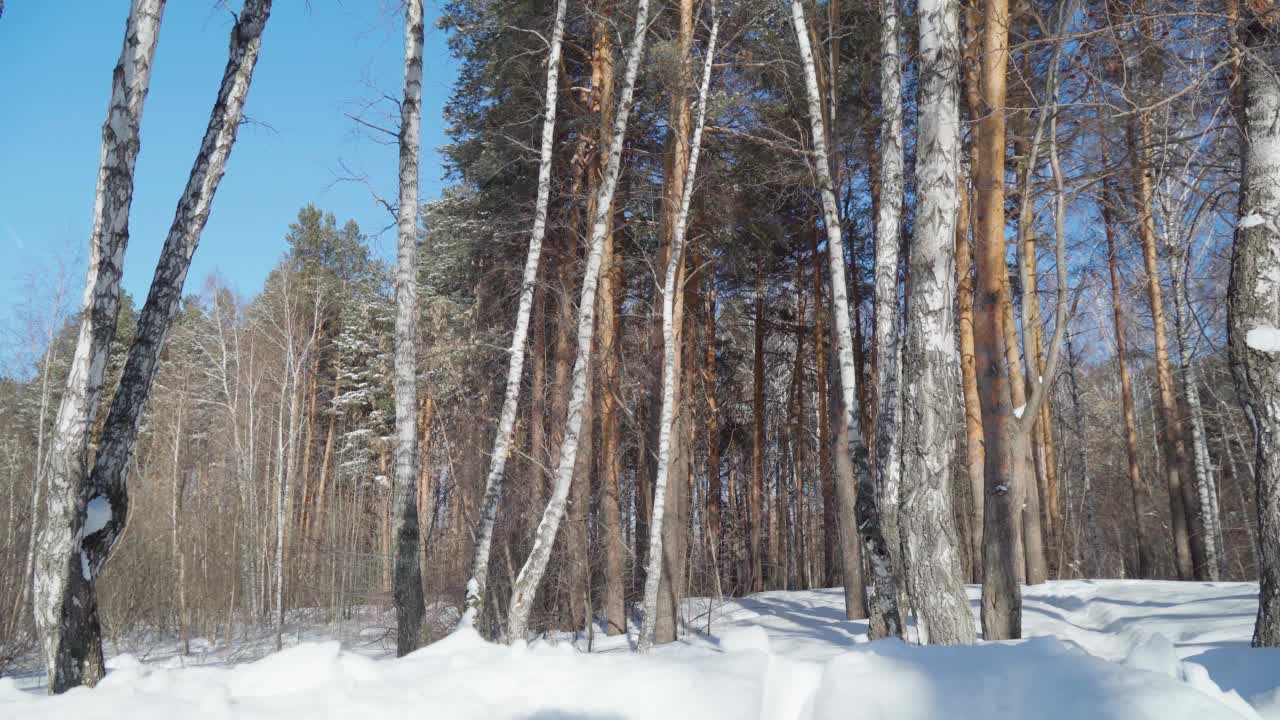 冬季景观森林积雪。森林里的风景，雪地上长长的影子。和平和安静视频素材