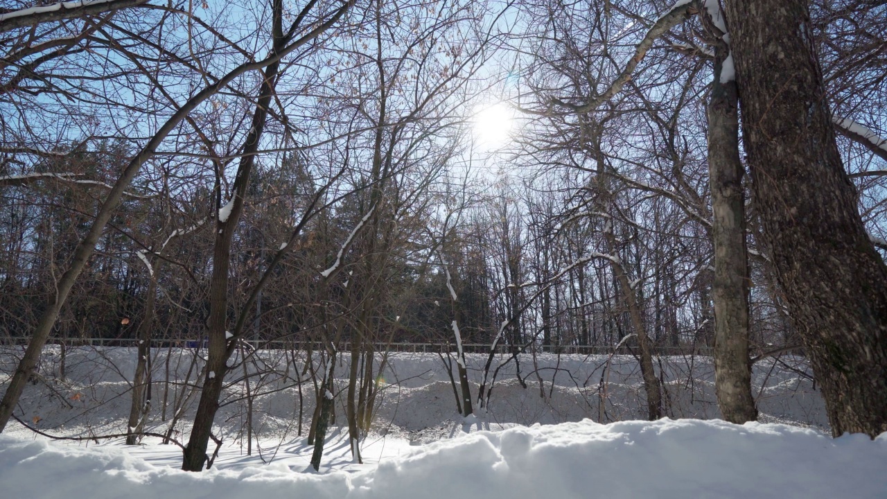 冬季景观森林积雪。阳光景观阳光自然树视频素材