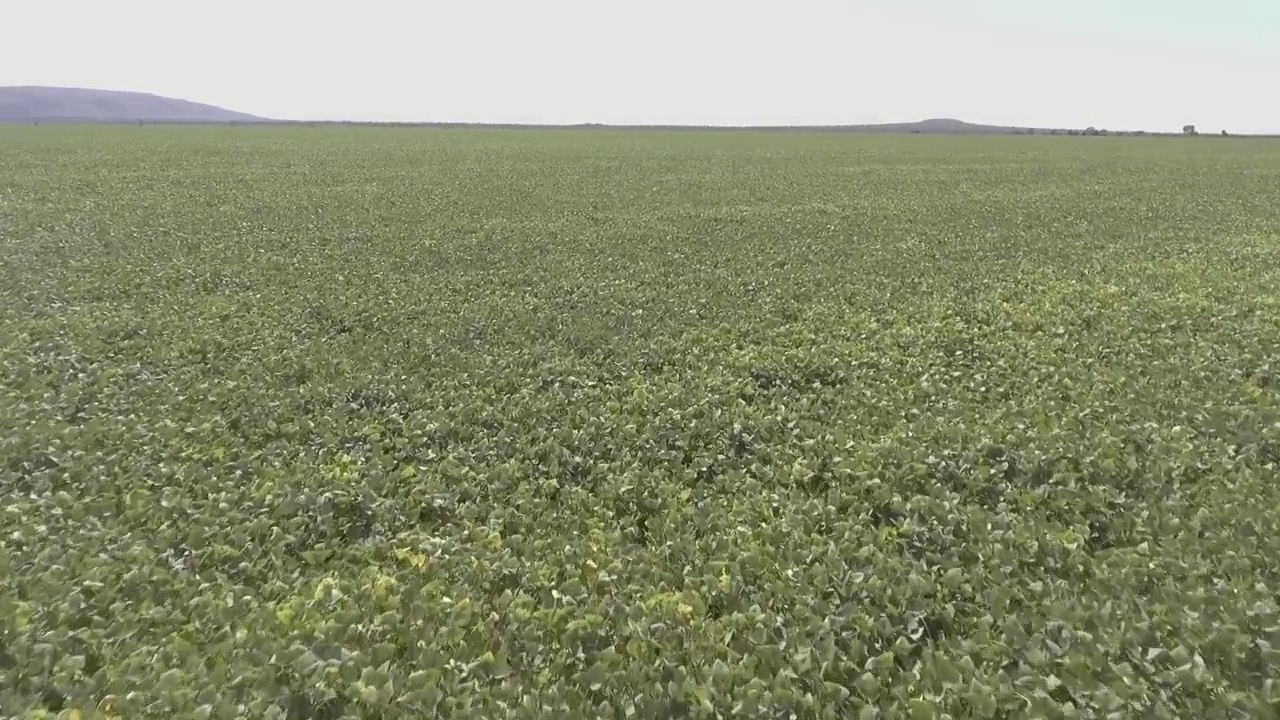 无人机飞越豆类种植园。巴西农业视频下载