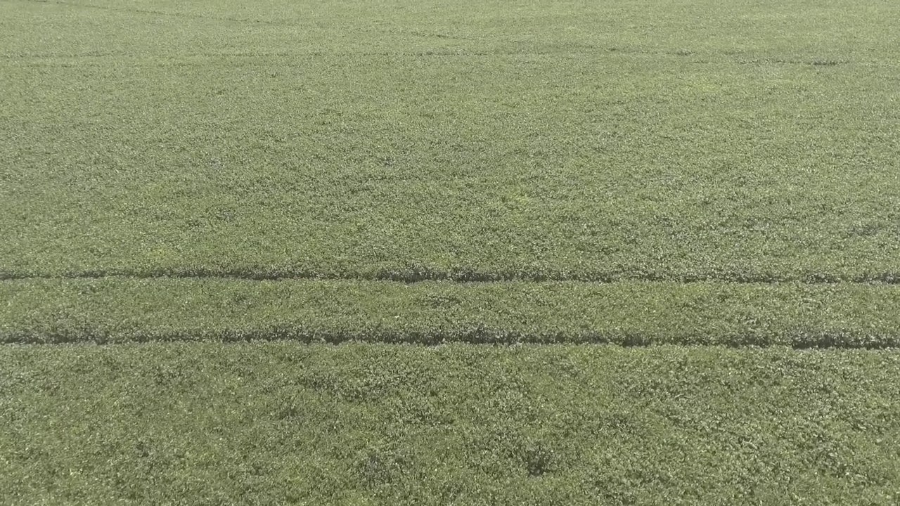 无人机飞越豆类种植园。巴西农业视频素材