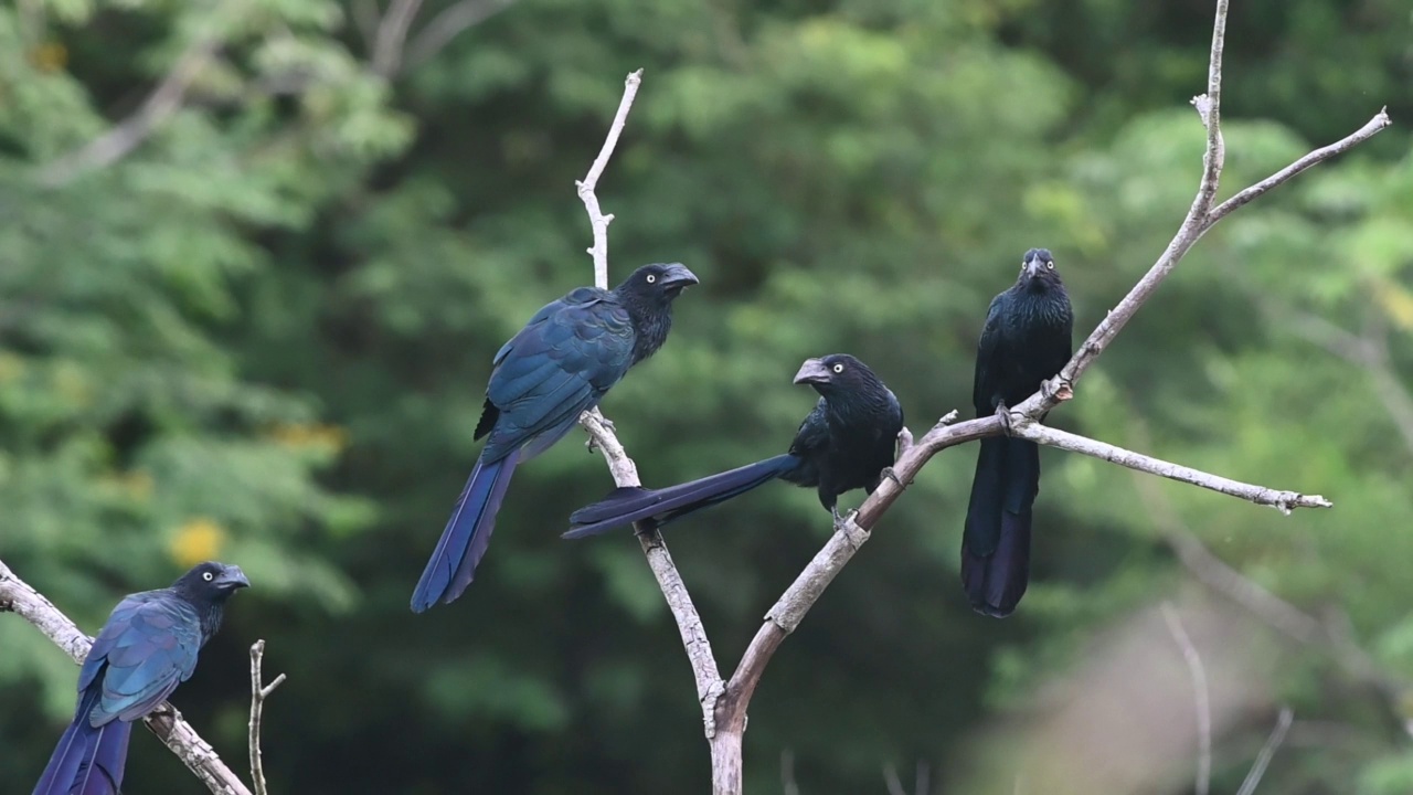 一群大阿尼(Crotophaga major)栖息在雨林的树枝上。视频素材