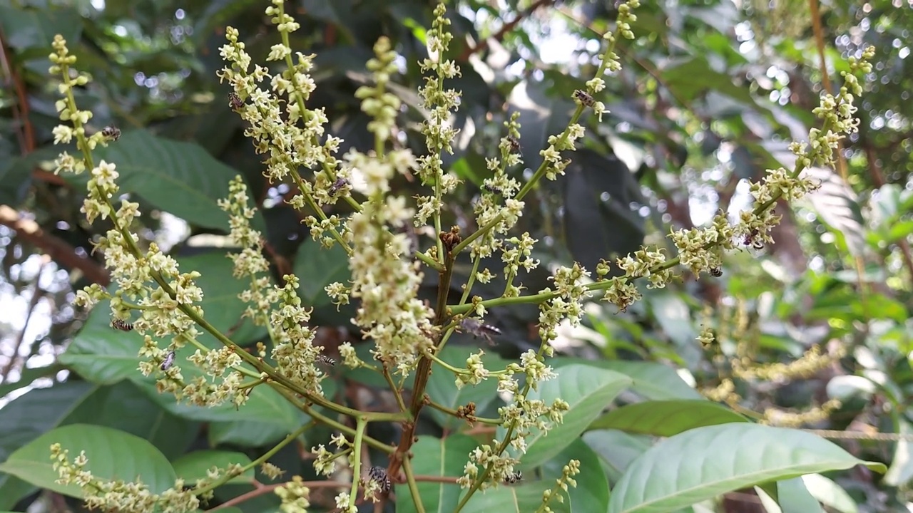 红毛丹(Nephelium lappaceum)的花蕾不同种类的蜜蜂正在授粉视频素材