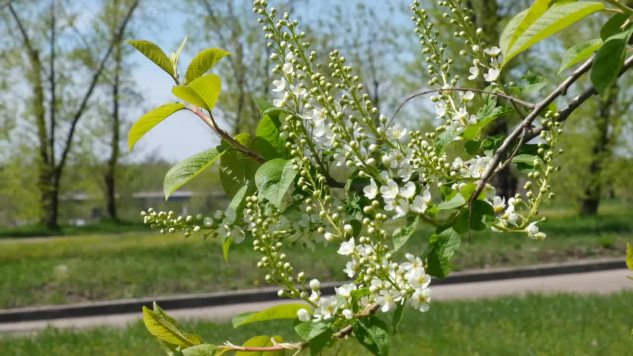 幼嫩的春天叶子和花的鸟樱桃树与未开放的花蕾。春天的背景。视频素材