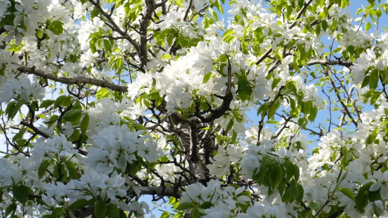 春天在树上开花。野生梨树开花了。视频素材