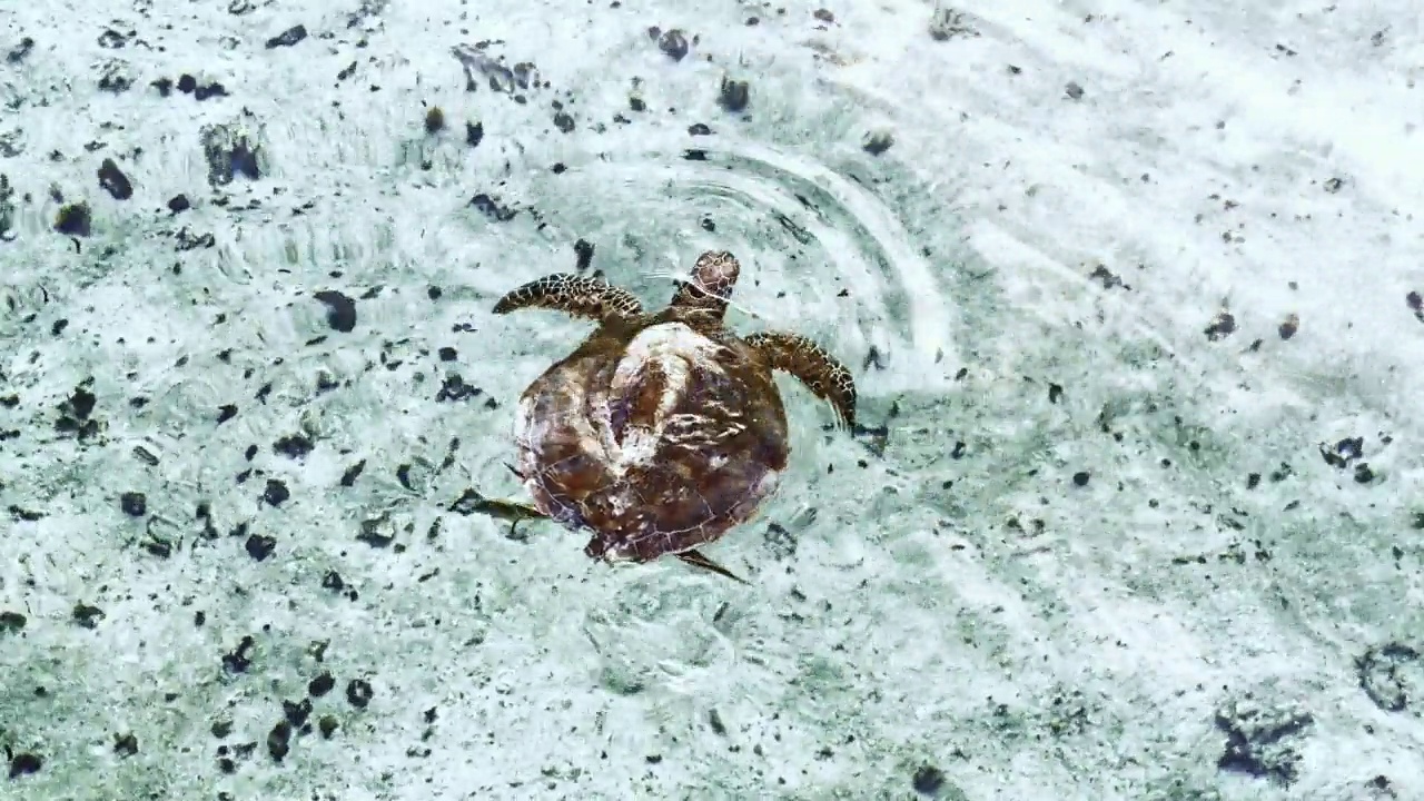 玳瑁在海里游泳，吃海草视频素材