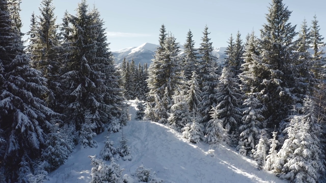 灿烂的冬季景观和雪景的圣诞树在一个霜降的阳光灿烂的日子。视频素材