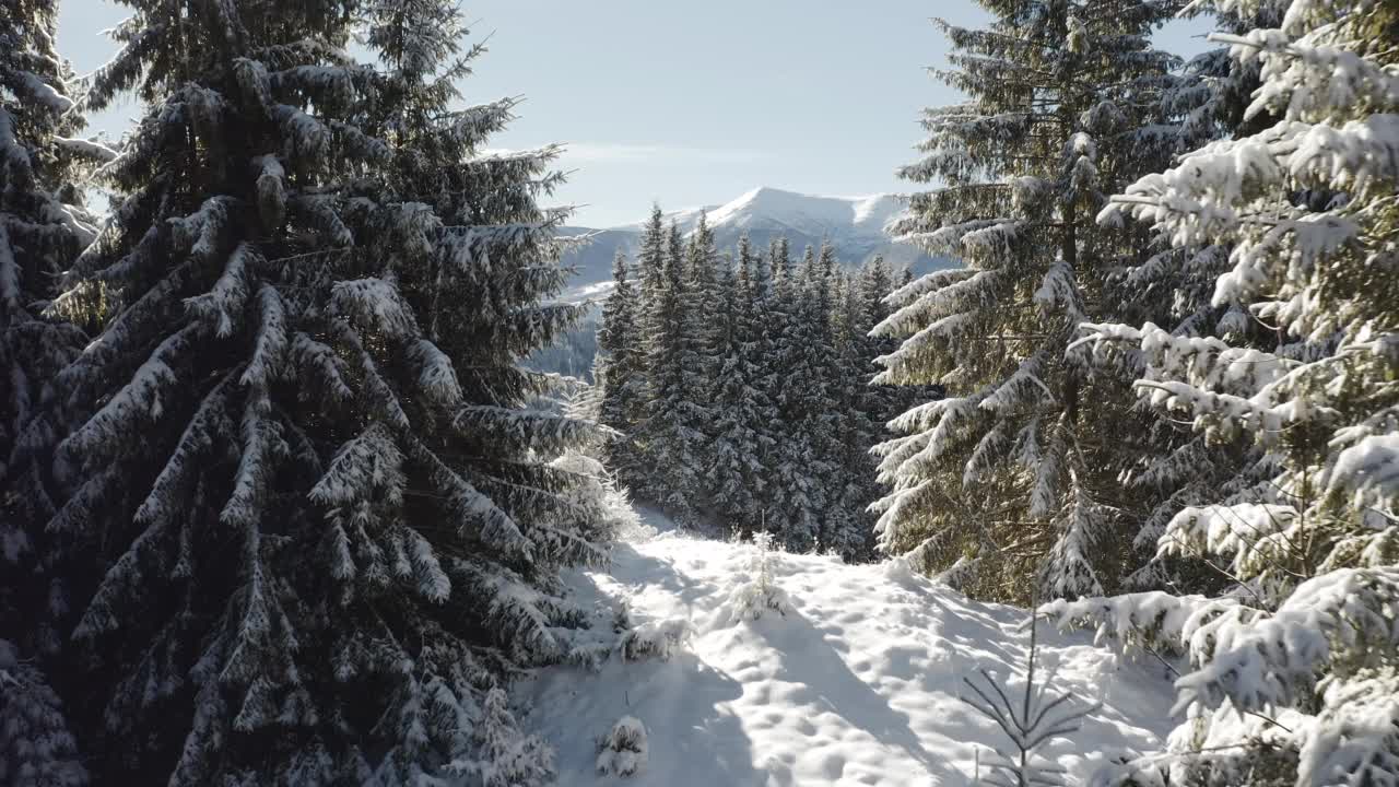 灿烂的冬季景观和雪景的圣诞树在一个霜降的阳光灿烂的日子。视频素材