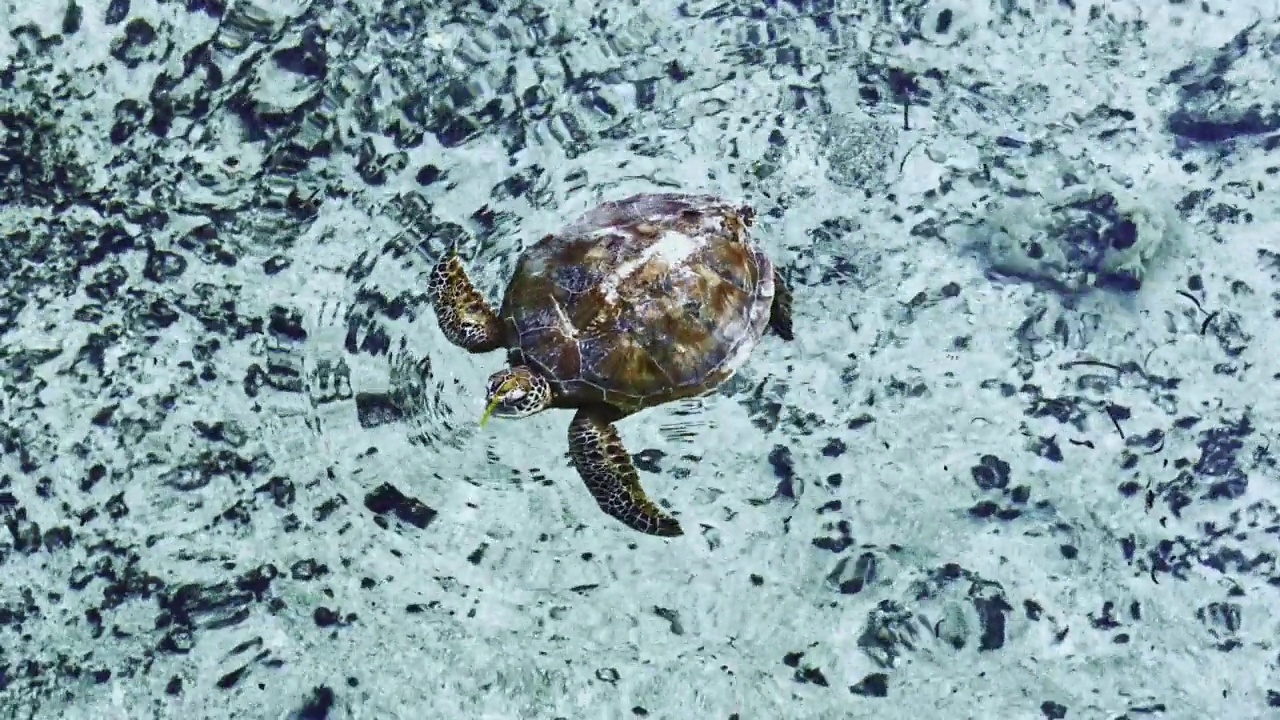 玳瑁在海里游泳，吃海草视频素材